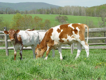 Treating Dairy Cows Humanely: A Case to Ban Tail-Docking Image